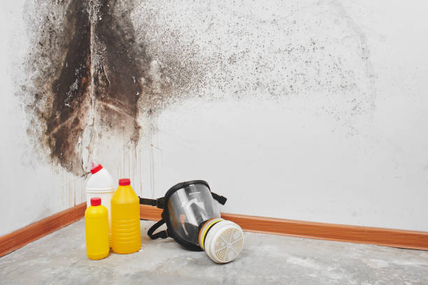 Best Same-Day Mold Removal  in Silverdale, WA