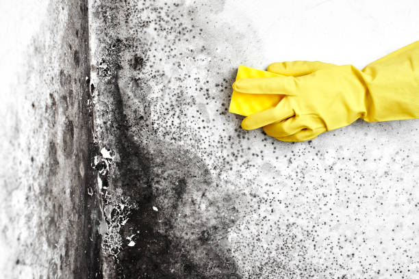 Best Crawl Space Mold Removal  in Silverdale, WA