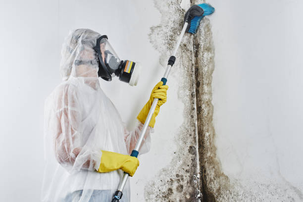 Best Professional Mold Removal  in Silverdale, WA