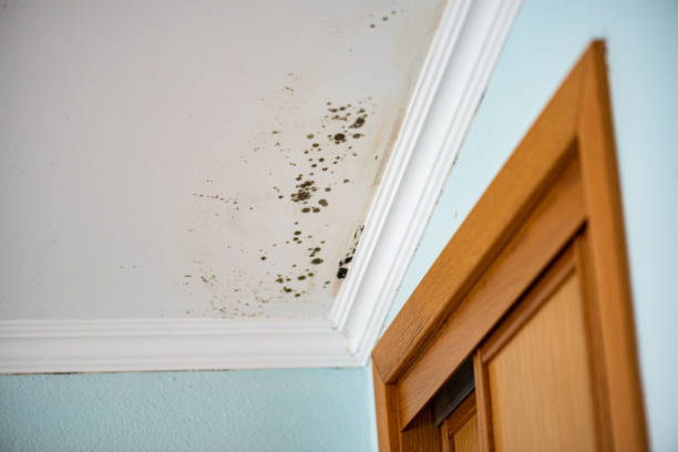 Best Commercial Mold Removal  in Silverdale, WA