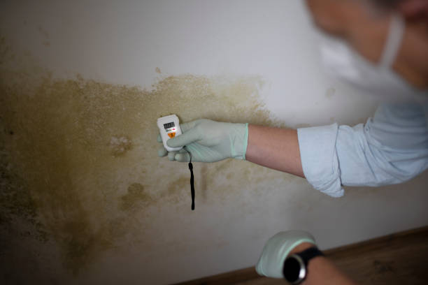 Best Black Mold Removal  in Silverdale, WA