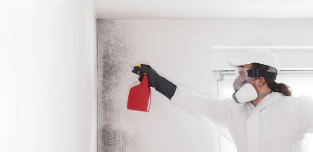 Best Home Mold Removal  in Silverdale, WA