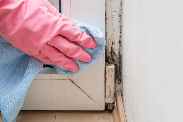 Reliable Silverdale, WA Mold Removal Solutions
